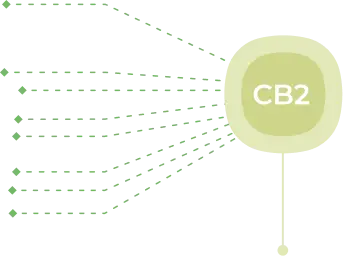 Схема работы эндоканнабиноидной системы (ЭКС). Расположение CB1 и CB2 рецепторов в организме человека. CB2 — в иммунной системе и периферических органах
