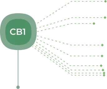 Схема работы эндоканнабиноидной системы (ЭКС). Расположение CB1 и CB2 рецепторов в организме человека. CB1 — в ЦНС и головном мозге