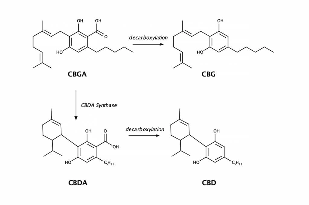 Каннабиноидные кислоты